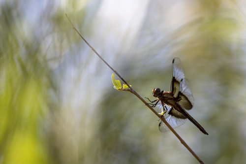 iNaturalist observation photo of Widow Skimmer