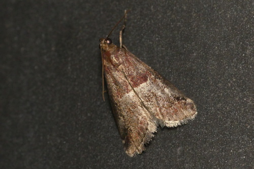 Acrobasis marmorea