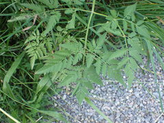 Chaerophyllum aureum