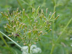 Chaerophyllum aureum