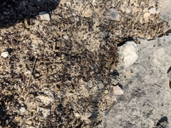 Psora pseudorussellii