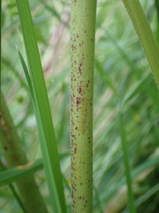 Chaerophyllum aureum