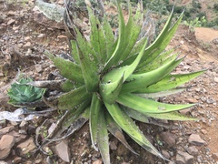 Agave ghiesbreghtii