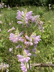 Physostegia digitalis