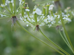 Chaerophyllum aureum