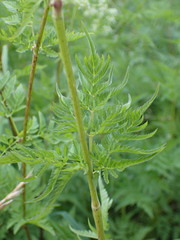 Chaerophyllum aureum