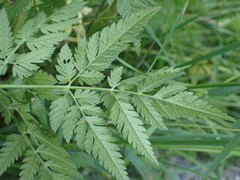 Chaerophyllum aureum