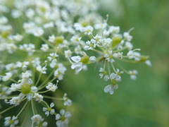 Chaerophyllum aureum