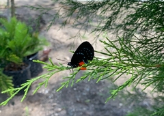 Eumaeus atala