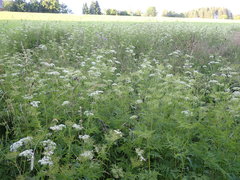 Chaerophyllum aureum