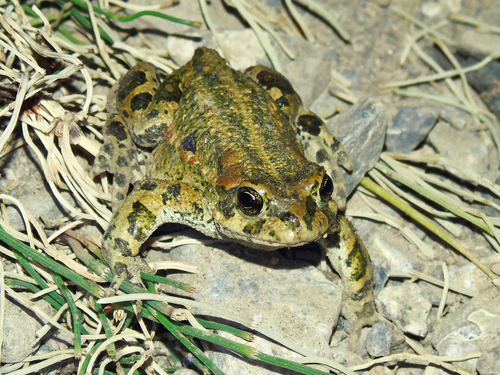 Ladakh Toad, Bufotes latastii