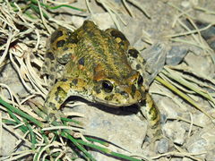 Bufotes latastii