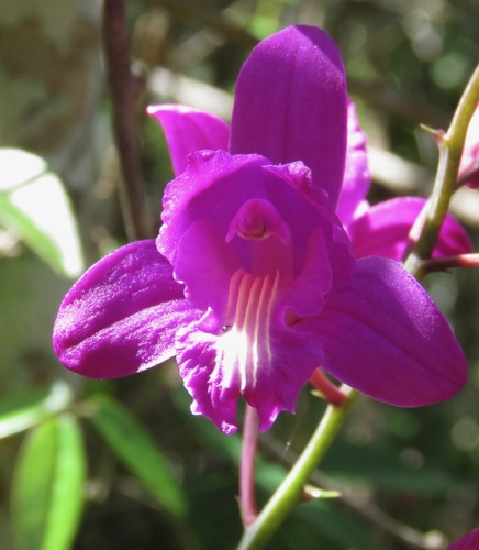 slender pinepink (Bletia florida)