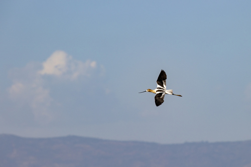 iNaturalist observation photo of American Avocet