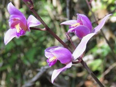 Bletia