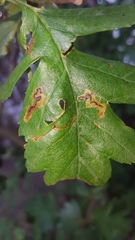 Stigmella hybnerella