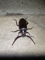 Prionus californicus