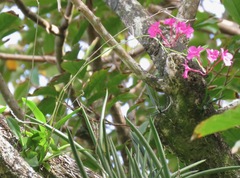 Broughtonia sanguinea