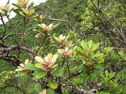 Myrsine sandwicensis