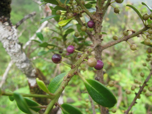 Myrsine sandwicensis