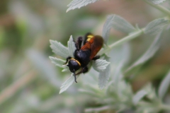 Scolia fuciformis