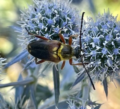 Typocerus confluens