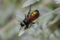 Scolia fuciformis