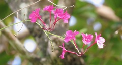 Broughtonia sanguinea