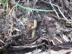 Apheloriini