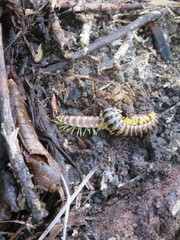 Apheloriini
