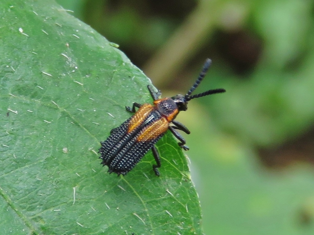 Pentispa fairmairei
