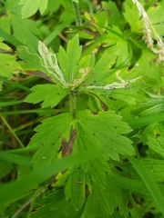 Phytomyza ranunculivora