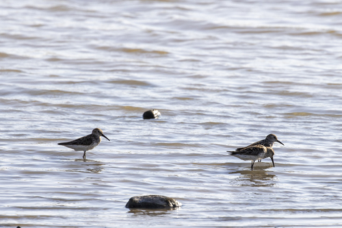 iNaturalist observation photo of Western Sandpiper
