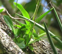Broughtonia sanguinea