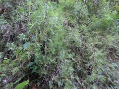 Chusquea abietifolia