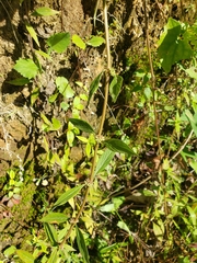 Spermacoce ocymifolia