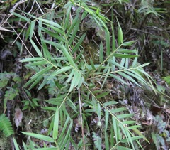 Chusquea abietifolia