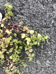 Parietaria lusitanica