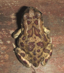 Sclerophrys garmani