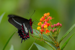 Parides bunichus