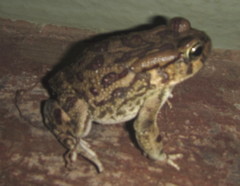 Sclerophrys garmani