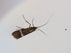 Nemophora bellela