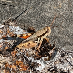 Melanoplus glaucipes