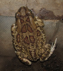 Sclerophrys garmani