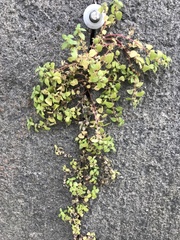 Parietaria lusitanica