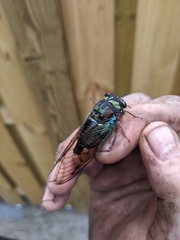 Neotibicen lyricen virescens