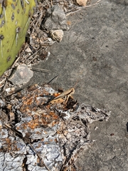 Melanoplus glaucipes