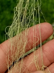 Usnea cavernosa