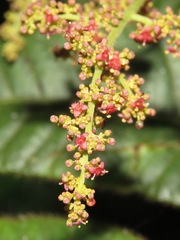 Comocladia