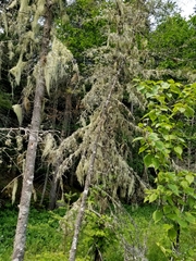 Usnea cavernosa